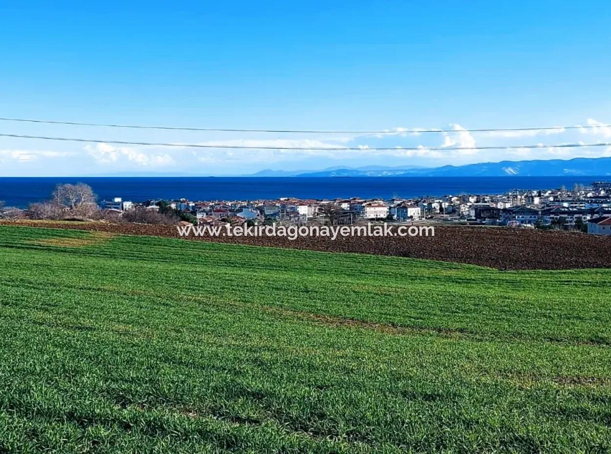 Dieses 11.100 M2 Große Wohngrundstück Befindet Sich In Süleymanpaşa Barbaros, Tekirdag, In Einer Großartigen Lage.