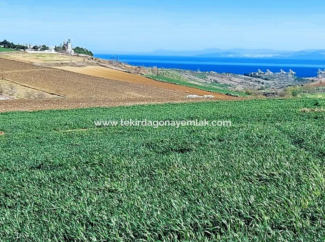 Grundstück Zum Verkauf Auf 19.500 Quadratmetern Gewerbe- Und Industriegebiet Im Nusuratlı-Gebiet Von Tekirdağ