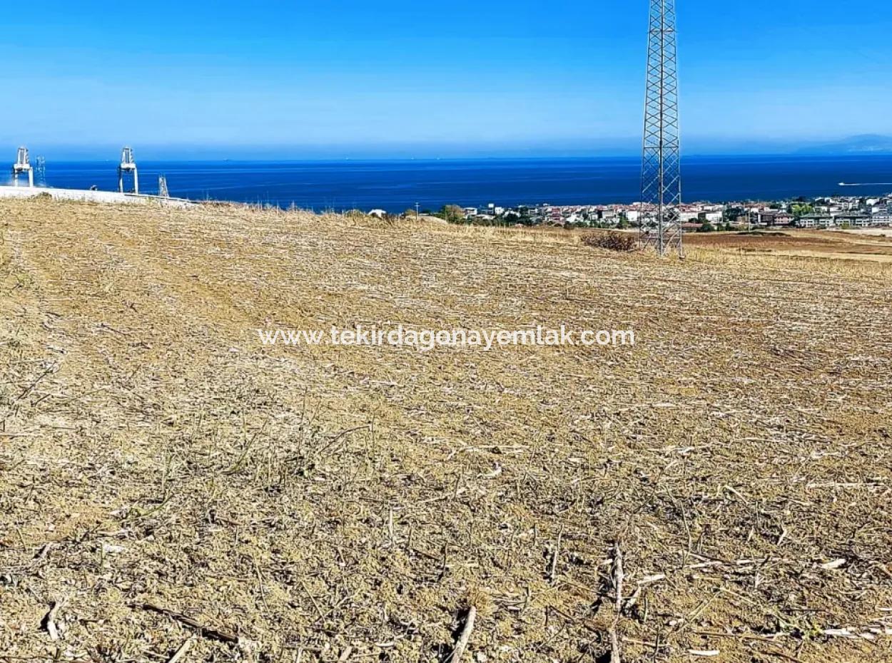 Das 21.900 M2 Große Grundstück In Tekirdağ Barbaros Befindet Sich Innerhalb Des Aktuellen Bebauungsplans Von Asyaport Port