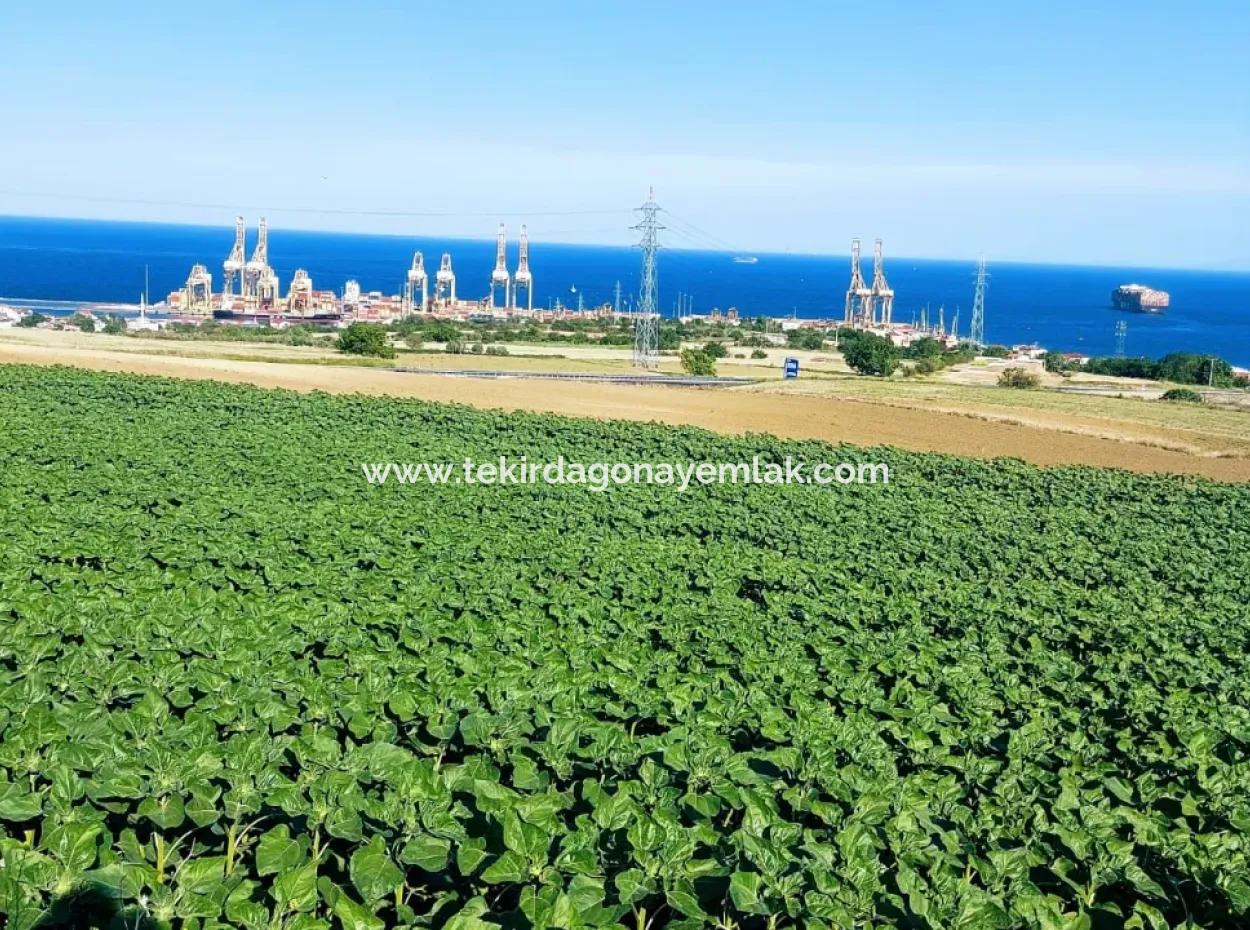 Das 17.980 M2 Große Grundstück In Barbaros, Tekirdag, Liegt An Der Asyaport Harbor Road.
