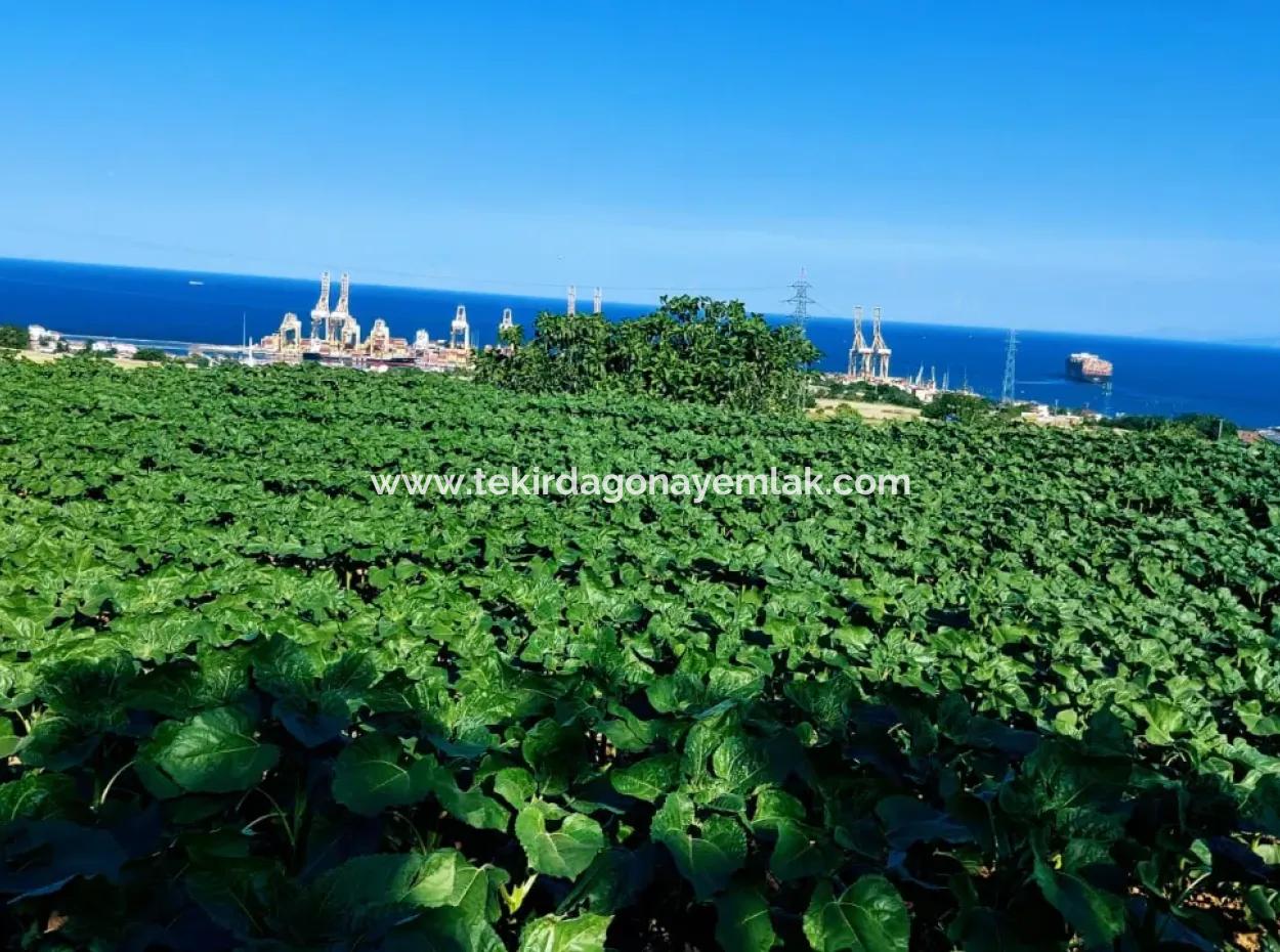 Das 17.980 M2 Große Grundstück In Barbaros, Tekirdag, Liegt An Der Asyaport Harbor Road.