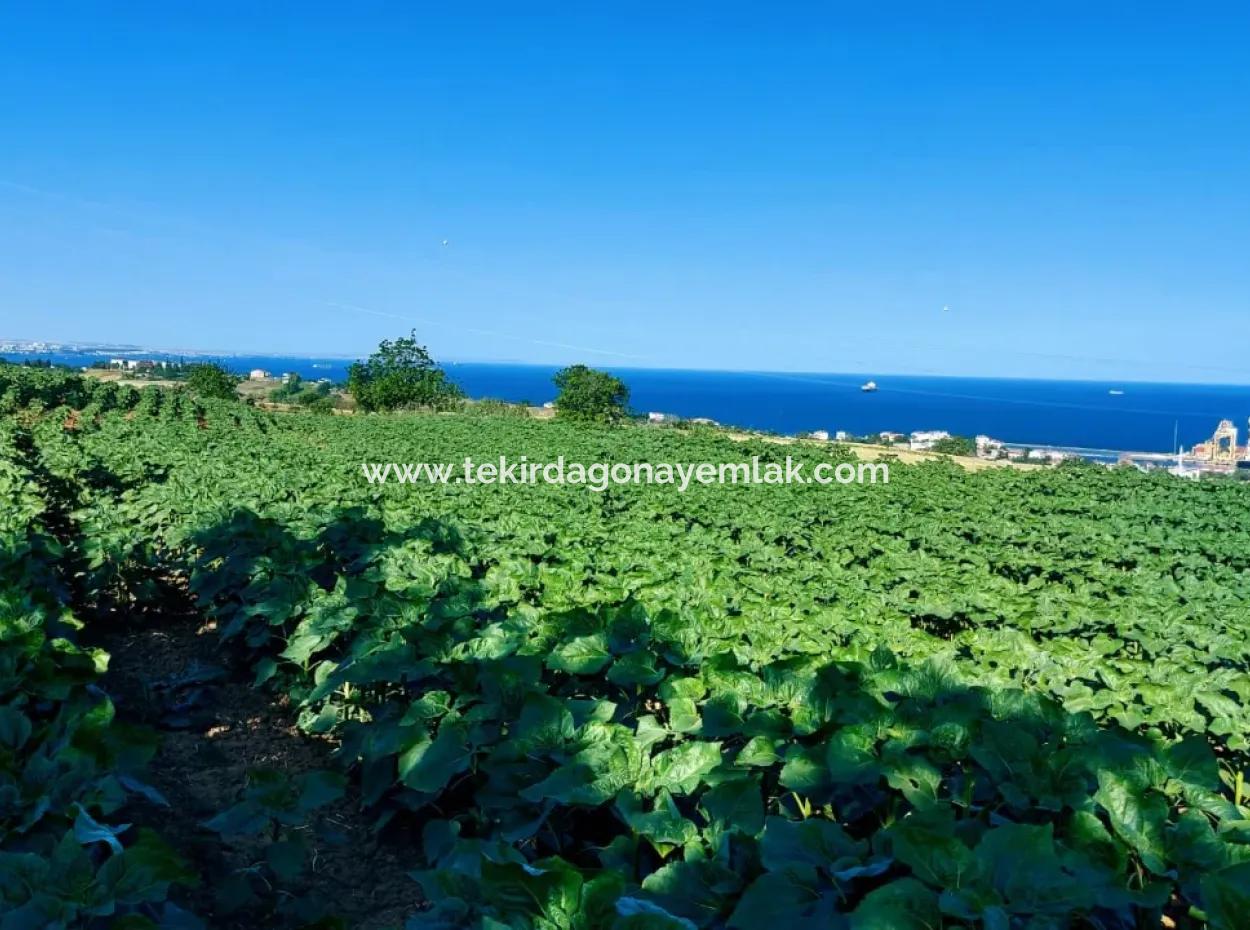 Das 17.980 M2 Große Grundstück In Barbaros, Tekirdag, Liegt An Der Asyaport Harbor Road.