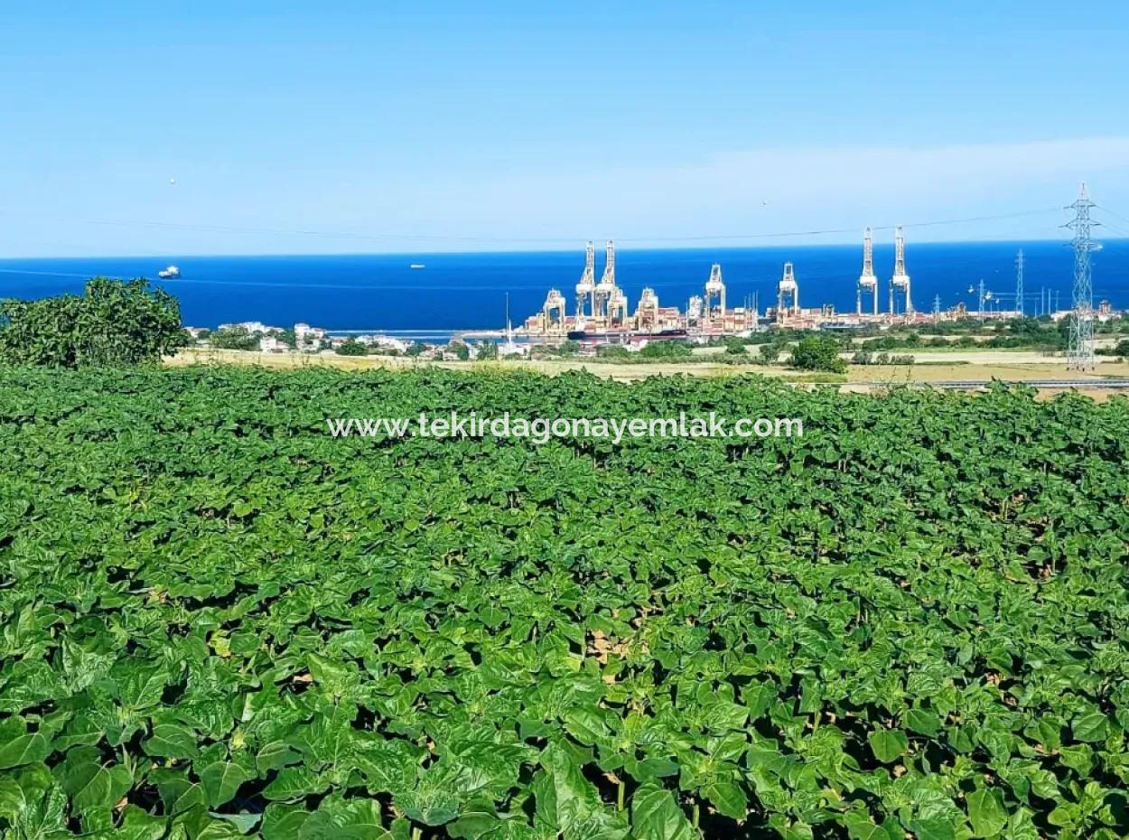 Das 17.980 M2 Große Grundstück In Barbaros, Tekirdag, Liegt An Der Asyaport Harbor Road.