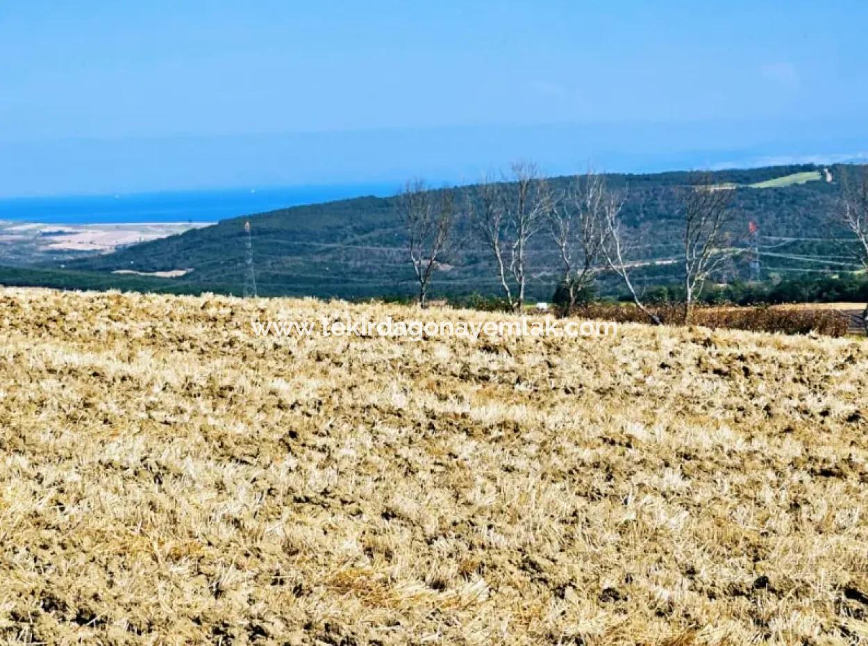 Tekirdağ Aşağkiliçli Mah. 2.340 M2 Kupon Feld Für Dringenden Verkauf, Das Hohe Gewinne Verspricht Und Sich Für Kauf Und Verkauf Eignet