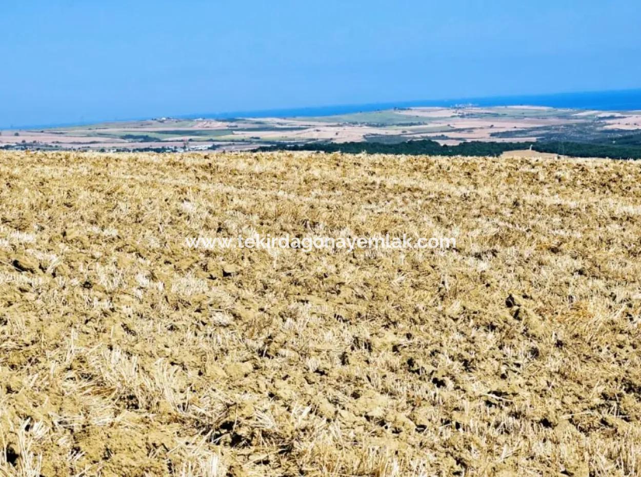 Tekirdağ Aşağkiliçli Mah. 2.340 M2 Kupon Feld Für Dringenden Verkauf, Das Hohe Gewinne Verspricht Und Sich Für Kauf Und Verkauf Eignet