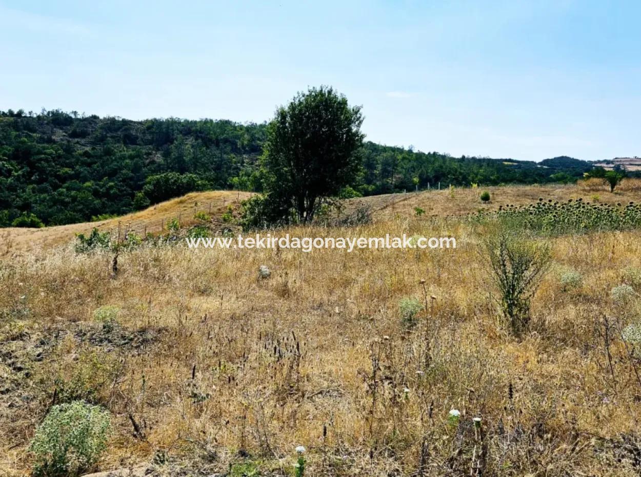 Kelep Kopon Field Zum Dringenden Verkauf Für Diejenigen, Die Eine Rentable Investition In Das Viertel Tekirdag Çanakçi Tätigen Möchten