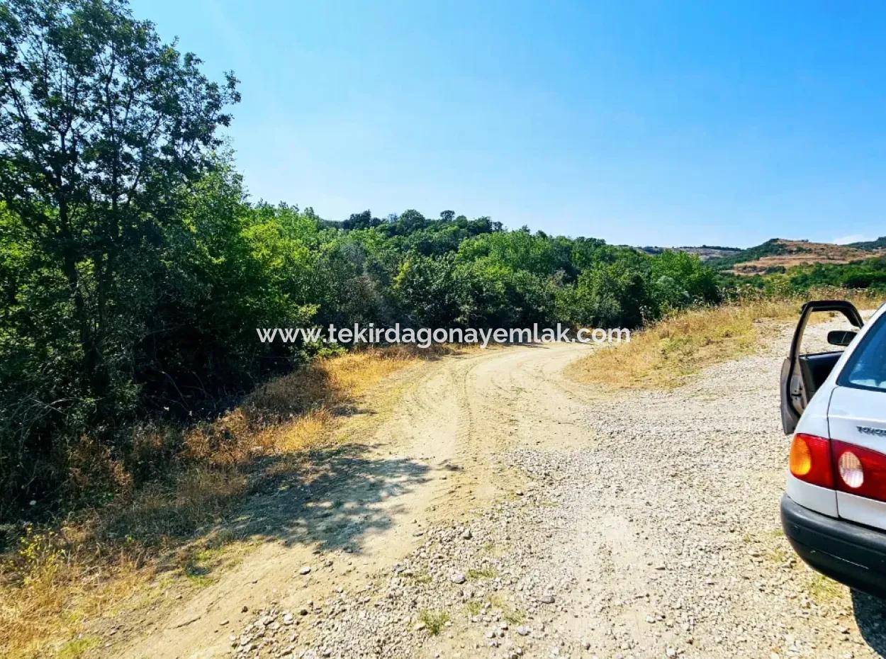 Coupon-Feld Mit Hauptstrassenfront, Geeignet Für Naturliebhaber, Um Tiny House Zum Dringenden Verkauf In Der Nachbarschaft Tekirdag Çanakçi Zu Platzieren