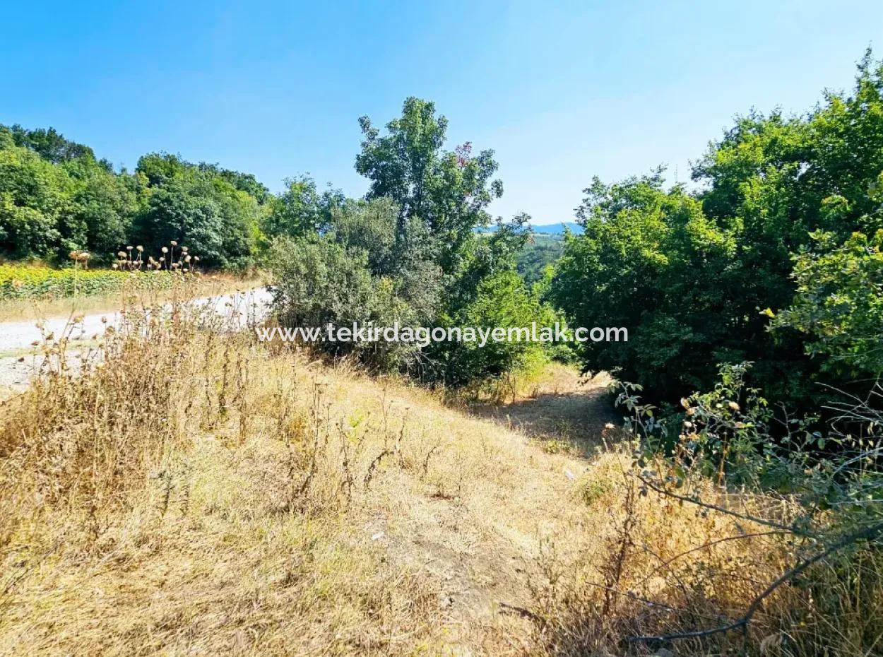 Coupon-Feld Mit Hauptstrassenfront, Geeignet Für Naturliebhaber, Um Tiny House Zum Dringenden Verkauf In Der Nachbarschaft Tekirdag Çanakçi Zu Platzieren