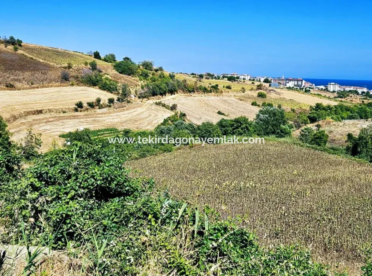 9.100 M2 Villa Zoniertes Feld Zum Dringenden Verkauf In Tekirdag Barbarosta