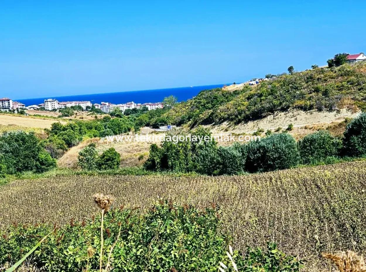 9.100 M2 Villa Zoniertes Feld Zum Dringenden Verkauf In Tekirdag Barbarosta