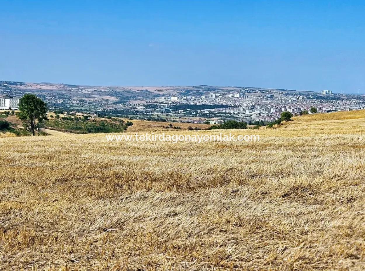 2.650 M2 Villa Zum Dringenden Verkauf In Tekirdag Barbarosta Zoned Coupon Field Geeignet Für Investitionen