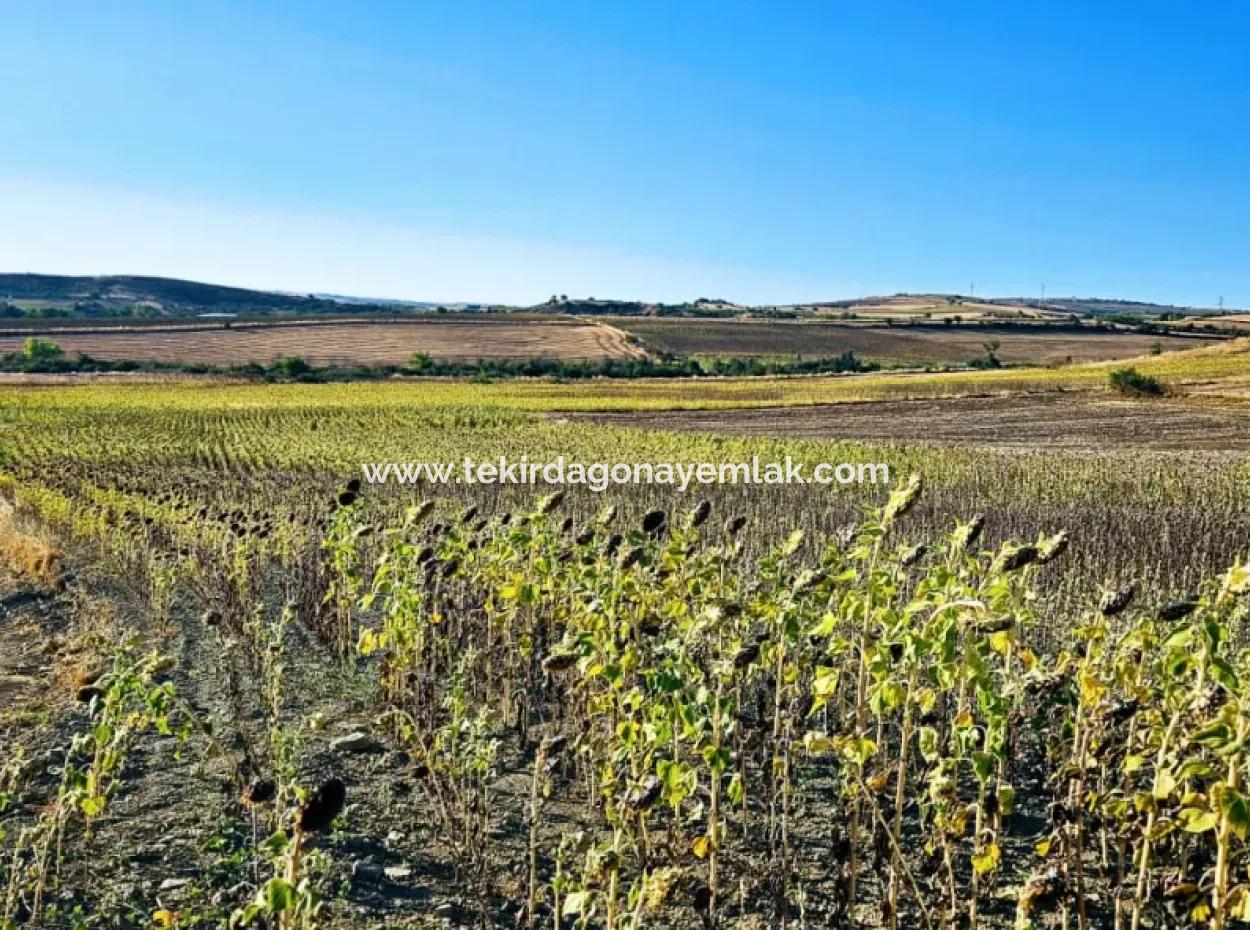 Der Hafen Von Asyaport Ist Ein Unumgängliches Gelegenheitsland Für Diejenigen, Die Ganz In Der Nähe Der Bestehenden Zonierung Investieren Möchten
