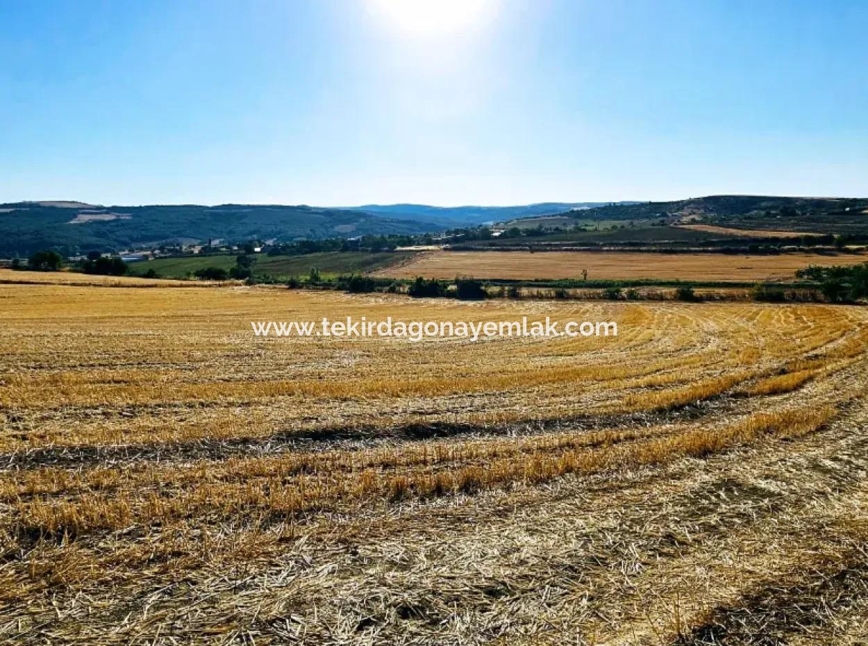 Der Hafen Von Azyaport Liegt In Der Nähe Des Bestehenden Zoning 16.100 Emergency Sale Investment Bargain Coupon-Feldes