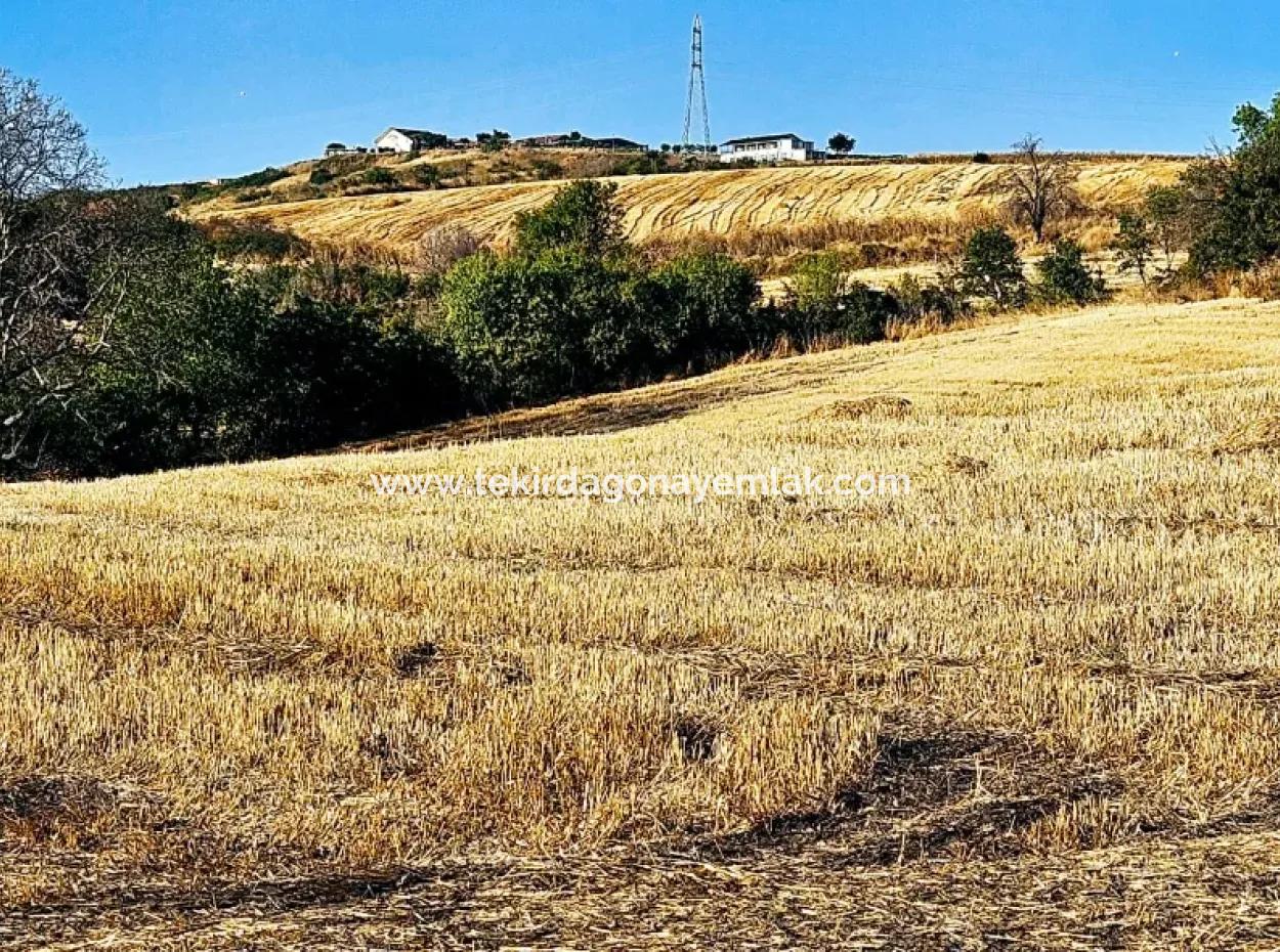 Der Hafen Von Azyaport Liegt In Der Nähe Des Bestehenden Zoning 16.100 Emergency Sale Investment Bargain Coupon-Feldes
