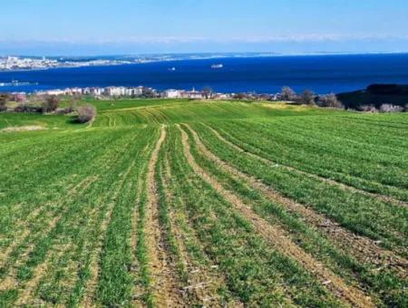 Die Nächstgelegene Region Zu Istanbul Ist Tekirdag Barbarost 34.500 Opportunity Zoned Land, Das Sich Für Den Bau Von 75 Luxusvillen Mit Vollem Blick Auf Das Meer Und Die Natur Eignet