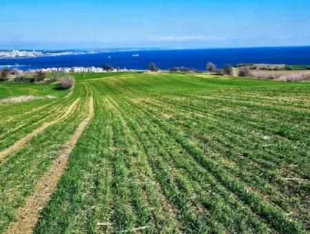 Die Nächstgelegene Region Zu Istanbul Ist Tekirdag Barbarost 34.500 Opportunity Zoned Land, Das Sich Für Den Bau Von 75 Luxusvillen Mit Vollem Blick Auf Das Meer Und Die Natur Eignet