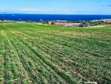 Die Nächstgelegene Region Zu Istanbul Ist Tekirdag Barbarost 34.500 Opportunity Zoned Land, Das Sich Für Den Bau Von 75 Luxusvillen Mit Vollem Blick Auf Das Meer Und Die Natur Eignet