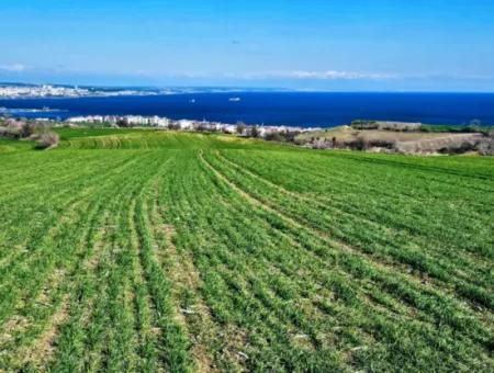Die Nächstgelegene Region Zu Istanbul Ist Tekirdag Barbarost 34.500 Opportunity Zoned Land, Das Sich Für Den Bau Von 75 Luxusvillen Mit Vollem Blick Auf Das Meer Und Die Natur Eignet