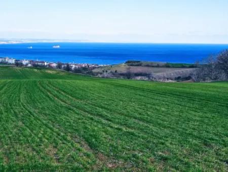 Die Nächstgelegene Region Zu Istanbul Ist Tekirdag Barbarost 34.500 Opportunity Zoned Land, Das Sich Für Den Bau Von 75 Luxusvillen Mit Vollem Blick Auf Das Meer Und Die Natur Eignet