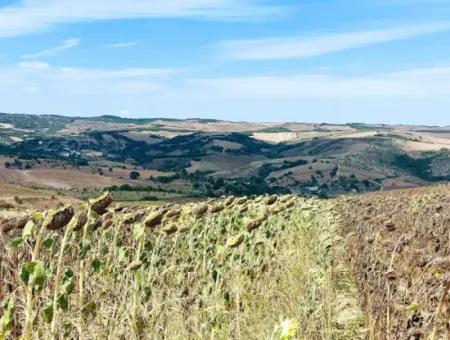 10.500 M2 Investitionsfeld Mit Dem Vorteil Der Offenen Straße Im Sommer Und Winter Im Bezirk Tekirdağ Çanakçı! Tolle Gelegenheit Für Familienpicknick, Weinbau Und Hobbygarten