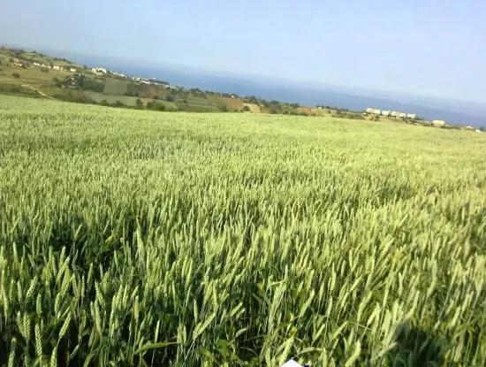 Tekirdag Barbaros Farm For Sale