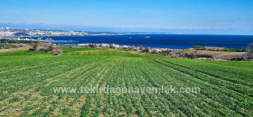 Terrain For sale in Barbaros Nbh. Süleymanpaşa Kumbağ - Housing Zoned - 19.533 m²