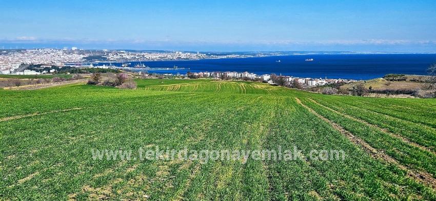Terrain For sale in Barbaros Nbh. Süleymanpaşa Kumbağ - Housing Zoned - 19.533 m²