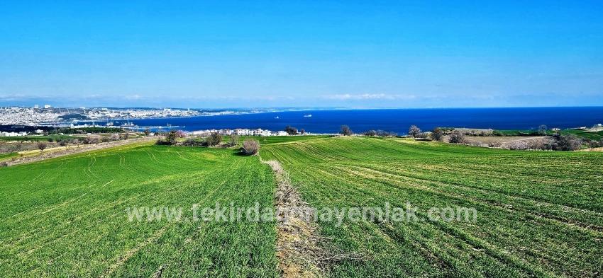 Terrain For sale in Barbaros Nbh. Süleymanpaşa Kumbağ - Housing Zoned - 19.533 m²