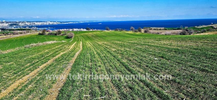 Terrain For sale in Barbaros Nbh. Süleymanpaşa Kumbağ - Housing Zoned - 19.533 m²