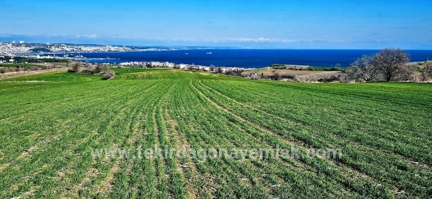 Terrain For sale in Barbaros Nbh. Süleymanpaşa Kumbağ - Housing Zoned - 19.533 m²