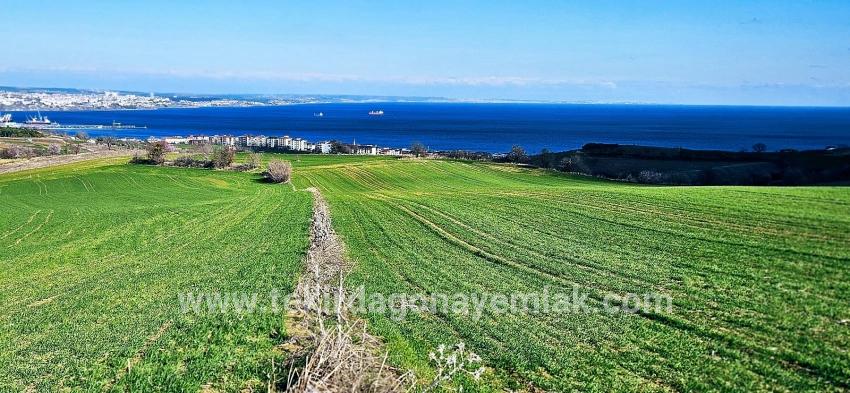 Terrain For sale in Barbaros Nbh. Süleymanpaşa Kumbağ - Housing Zoned - 19.533 m²