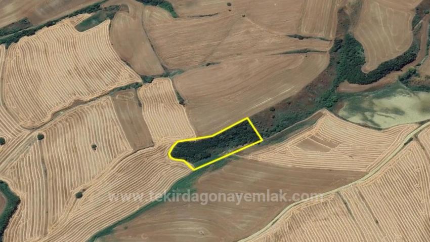 An Unmissable Investment Opportunity: 8,100 M² Of Bargain Land In The Oruç Beyli Neighborhood Of Tekirdağ.