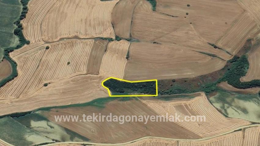 Field For sale in Oruçbeyli Nbh. Süleymanpaşa - Field Zoned - 8.100 m²