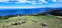 Terrain For Sale in Barbaros Nbh. Süleymanpaşa Kumbağ - Housing Zoned - 6.100 m²