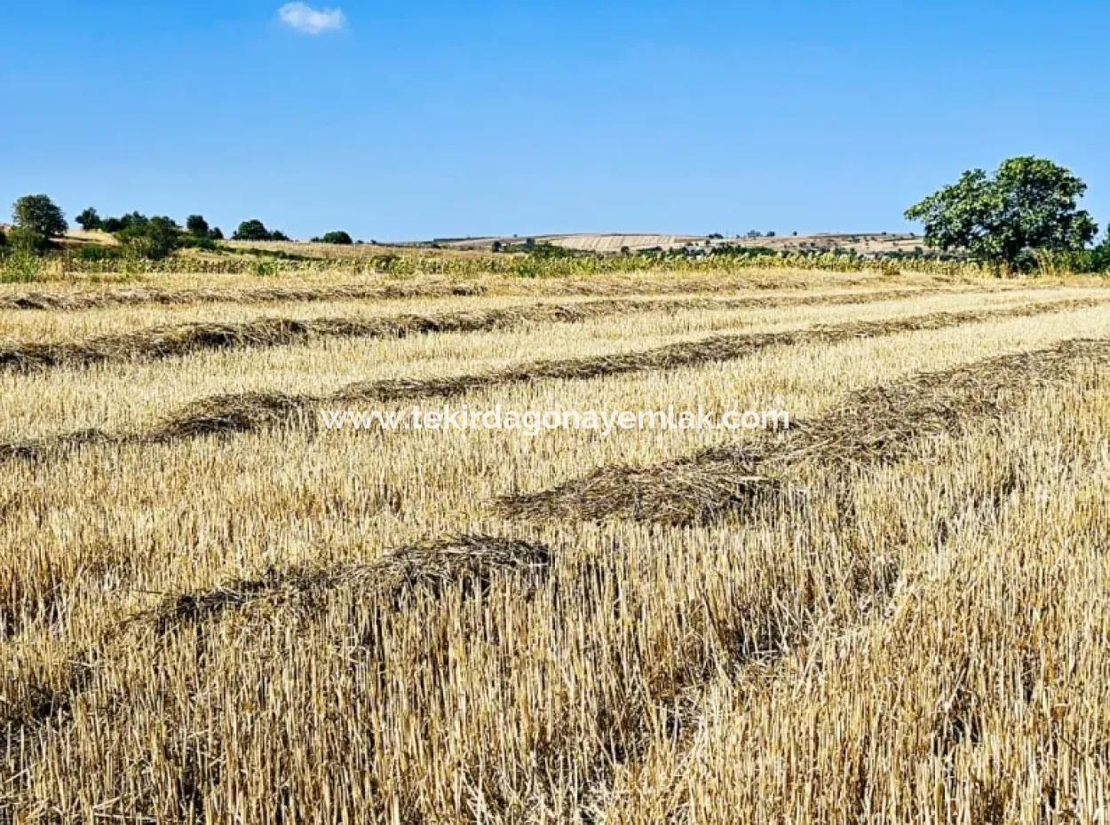 4.150 M2 Residential Zoned Field For Urgent Sale Just 1 Km From Asyaport Port