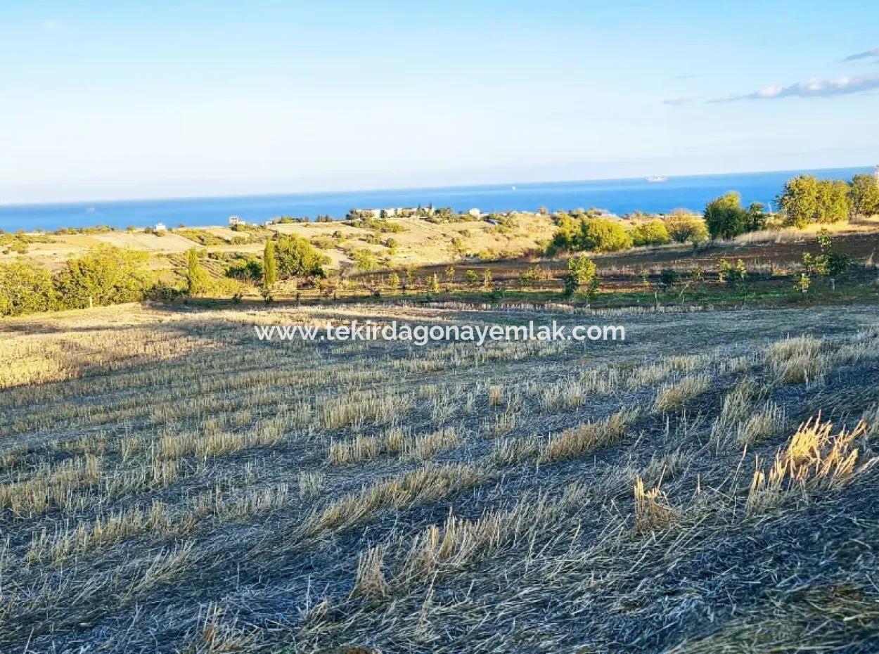 Asyaport Port Is A High Profit Guarantee Opportunity Land For Its Investors Within The Current Zoning Plan