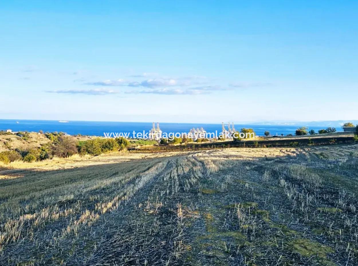 Asyaport Port Is A High Profit Guarantee Opportunity Land For Its Investors Within The Current Zoning Plan