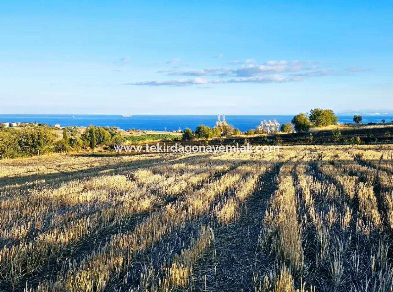 Asyaport Port Is A High Profit Guarantee Opportunity Land For Its Investors Within The Current Zoning Plan