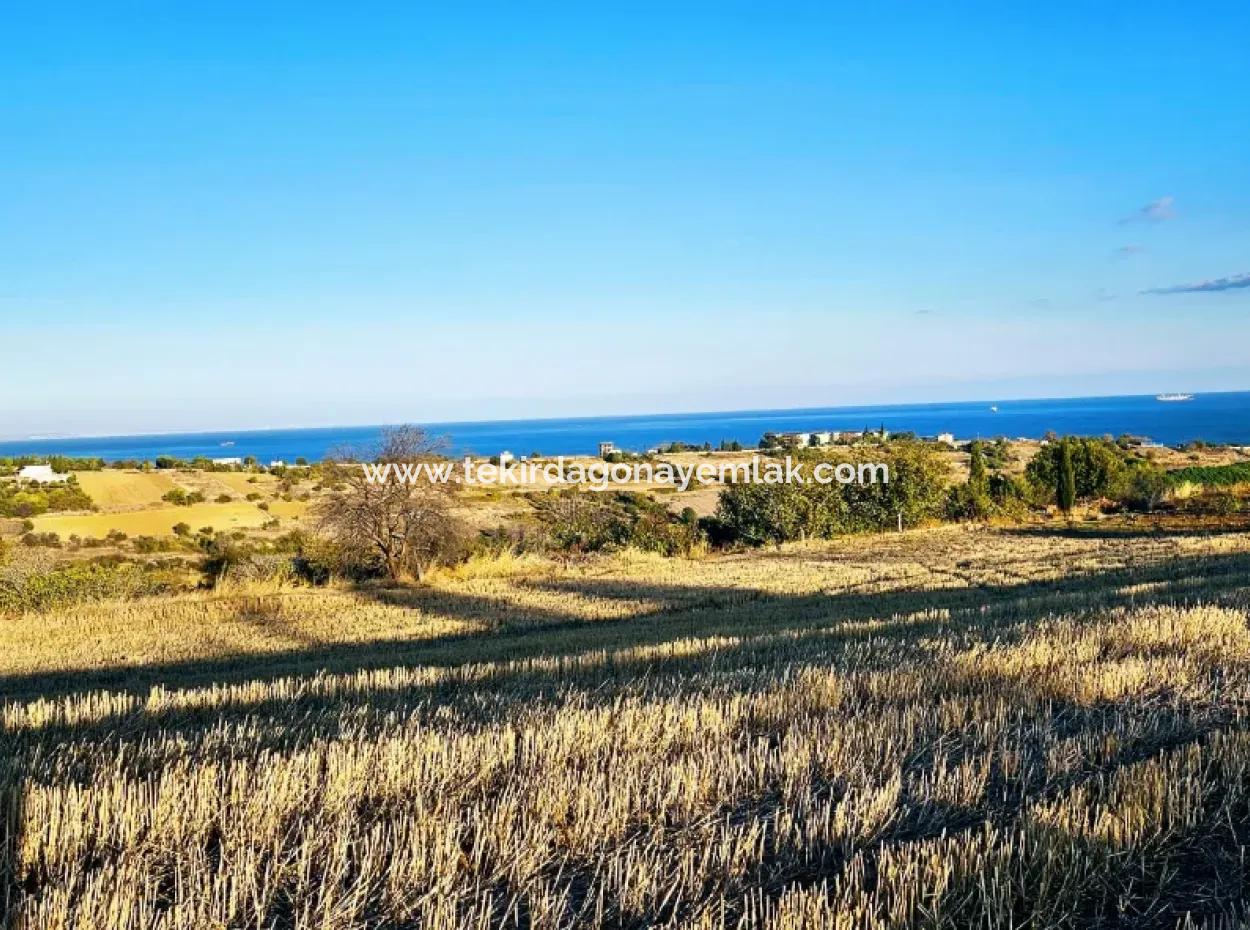 Asyaport Port Is A High Profit Guarantee Opportunity Land For Its Investors Within The Current Zoning Plan