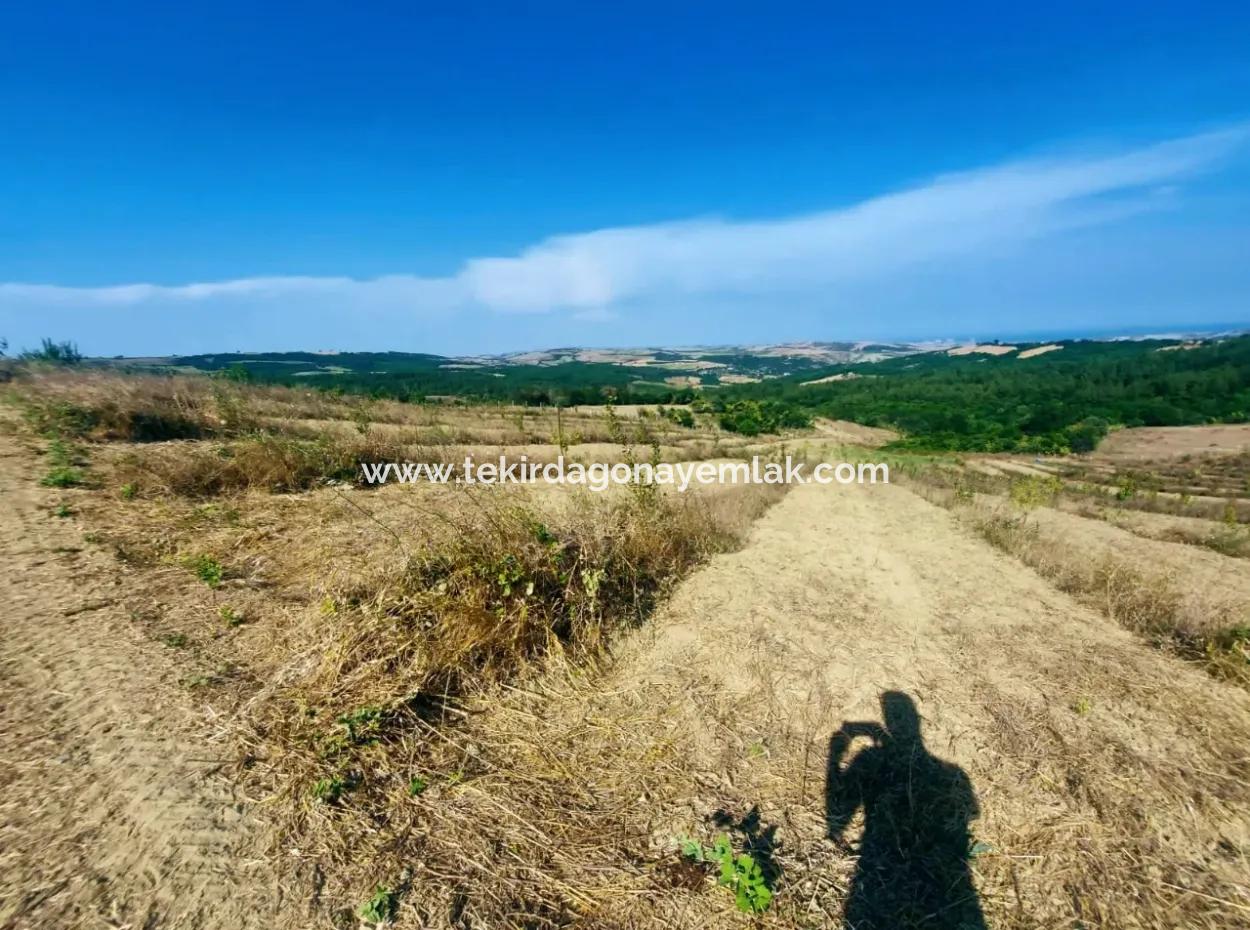 If You Want An Urgent 35-Acre Fruit Garden For Sale, You Can Also Use A Farm Place Suitable For The Opportunity To Invest In The Field