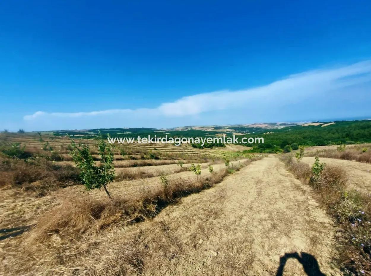 If You Want An Urgent 35-Acre Fruit Garden For Sale, You Can Also Use A Farm Place Suitable For The Opportunity To Invest In The Field