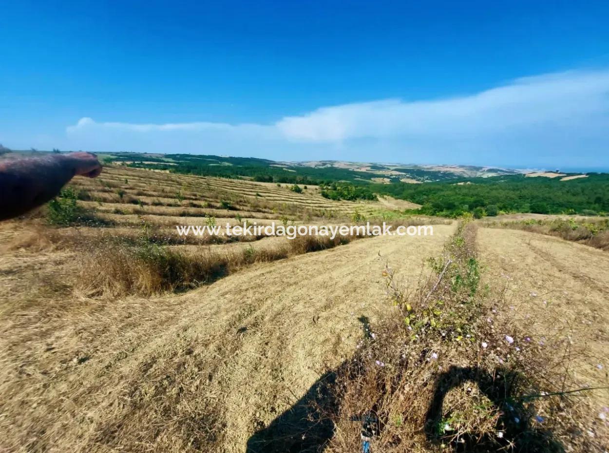 If You Want An Urgent 35-Acre Fruit Garden For Sale, You Can Also Use A Farm Place Suitable For The Opportunity To Invest In The Field