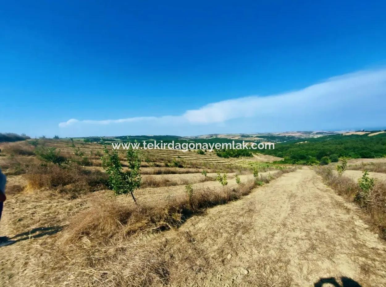 If You Want An Urgent 35-Acre Fruit Garden For Sale, You Can Also Use A Farm Place Suitable For The Opportunity To Invest In The Field