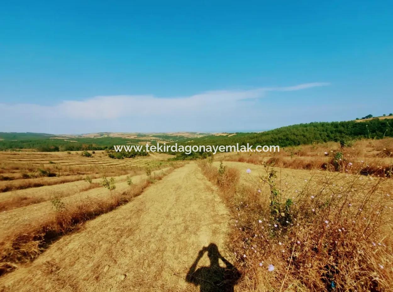 If You Want An Urgent 35-Acre Fruit Garden For Sale, You Can Also Use A Farm Place Suitable For The Opportunity To Invest In The Field