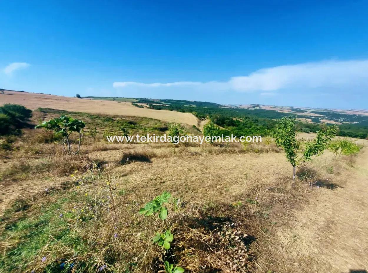 If You Want An Urgent 35-Acre Fruit Garden For Sale, You Can Also Use A Farm Place Suitable For The Opportunity To Invest In The Field