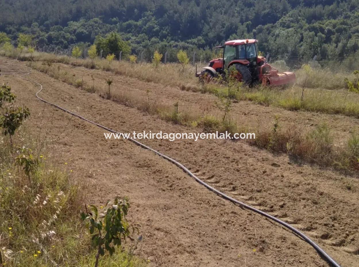 If You Want An Urgent 35-Acre Fruit Garden For Sale, You Can Also Use A Farm Place Suitable For The Opportunity To Invest In The Field