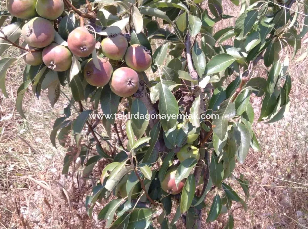 If You Want An Urgent 35-Acre Fruit Garden For Sale, You Can Also Use A Farm Place Suitable For The Opportunity To Invest In The Field