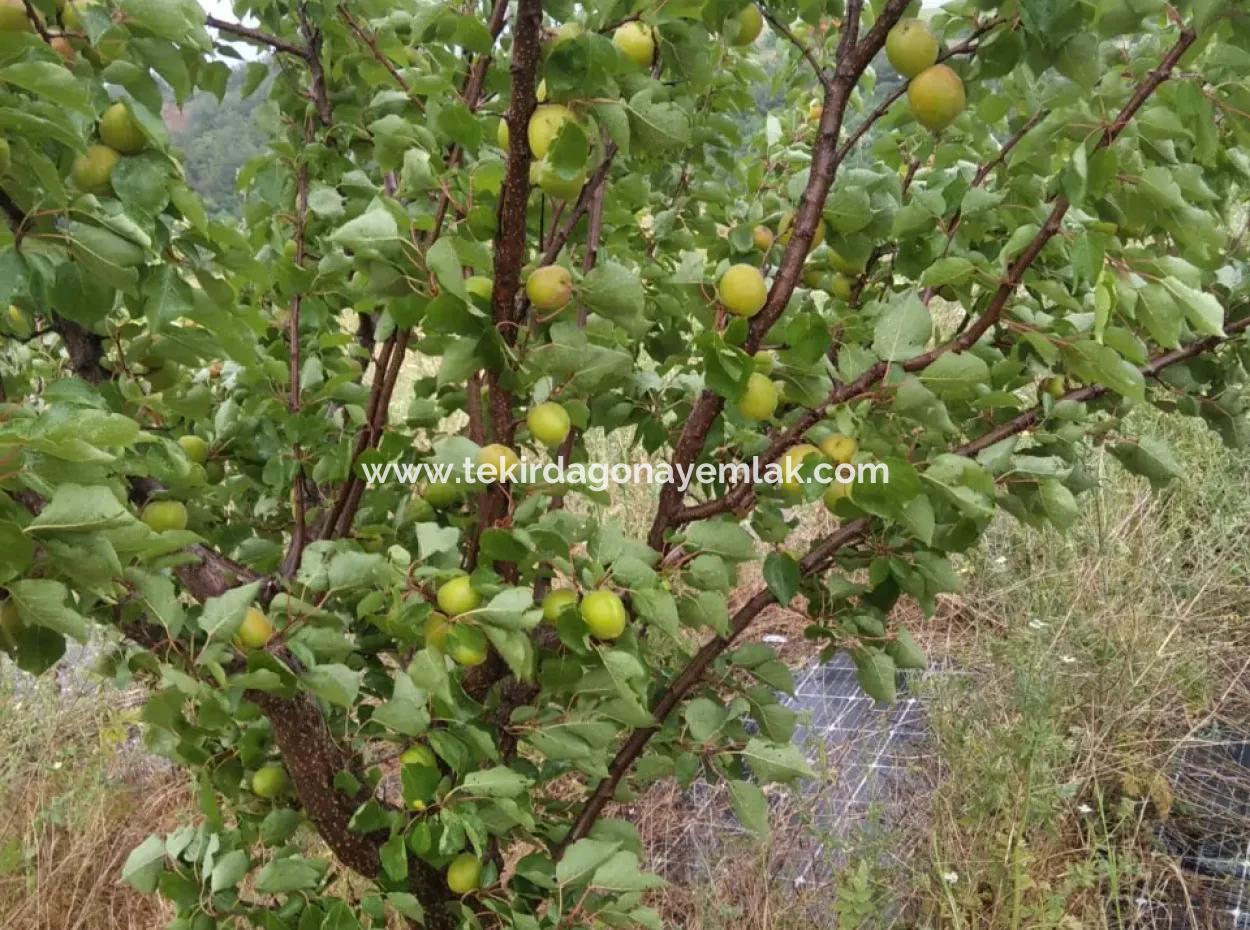 If You Want An Urgent 35-Acre Fruit Garden For Sale, You Can Also Use A Farm Place Suitable For The Opportunity To Invest In The Field