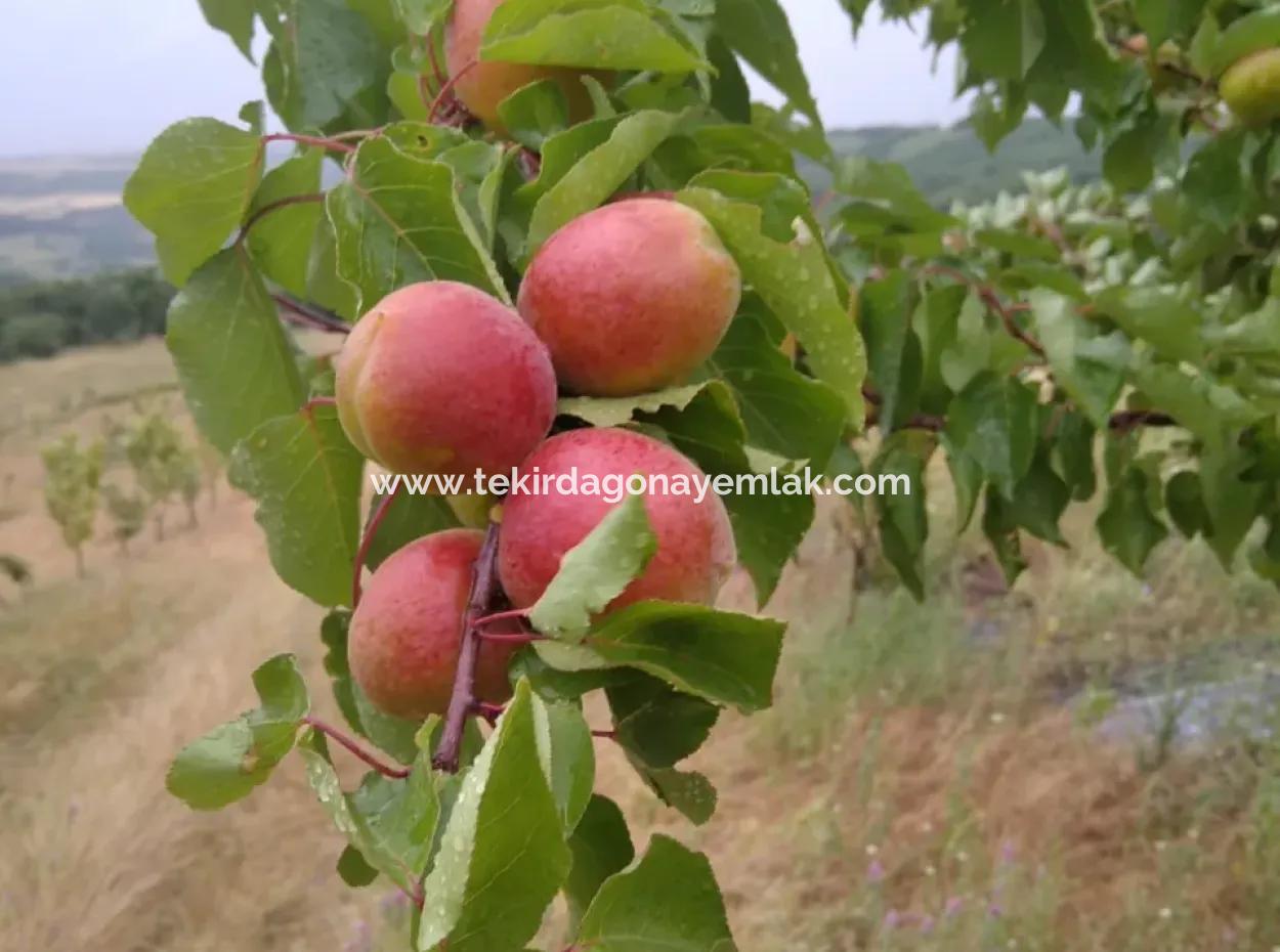 If You Want An Urgent 35-Acre Fruit Garden For Sale, You Can Also Use A Farm Place Suitable For The Opportunity To Invest In The Field