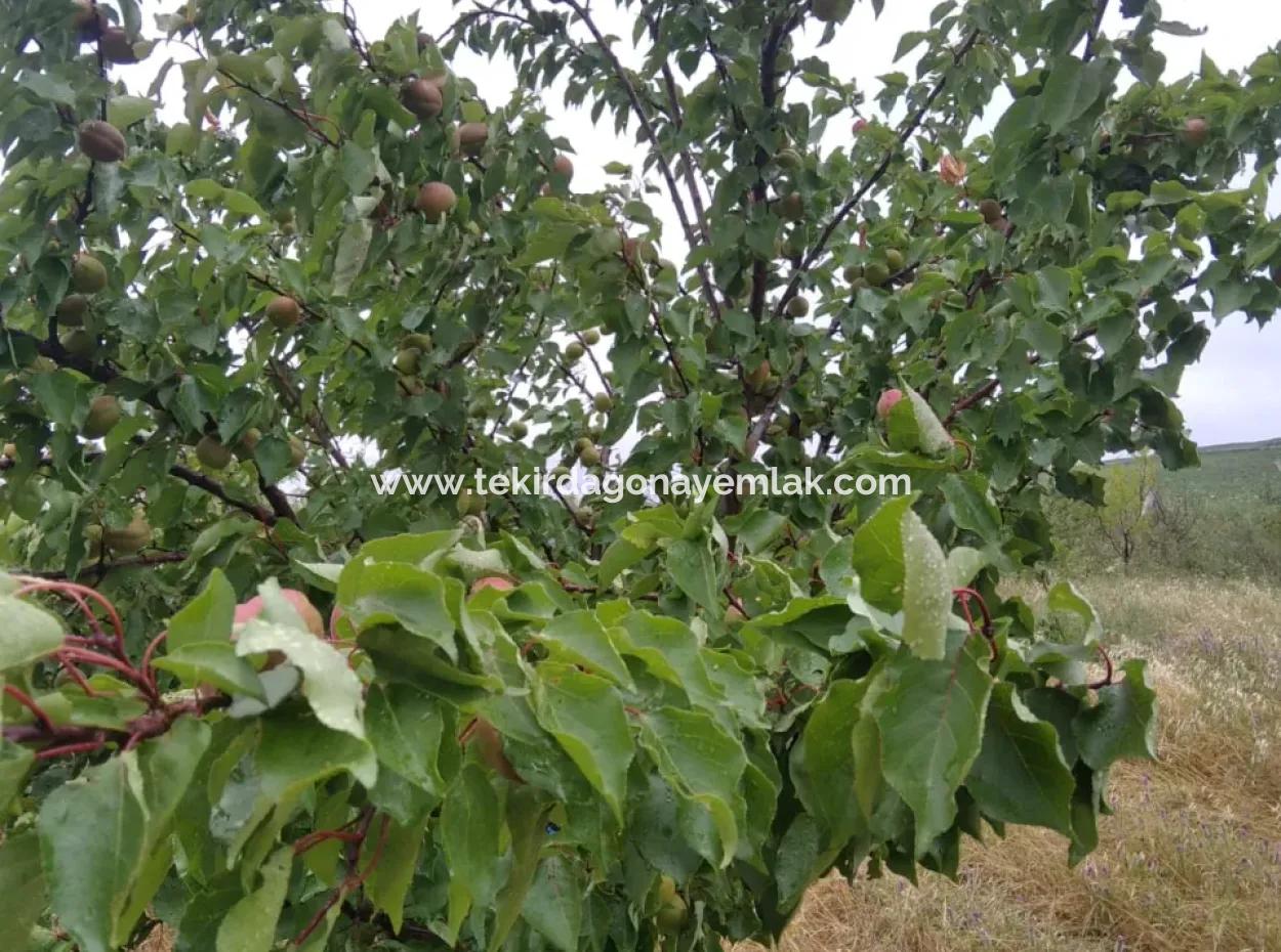 If You Want An Urgent 35-Acre Fruit Garden For Sale, You Can Also Use A Farm Place Suitable For The Opportunity To Invest In The Field